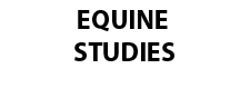 Equine Studies